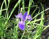 iris virginica 4-11a.jpg